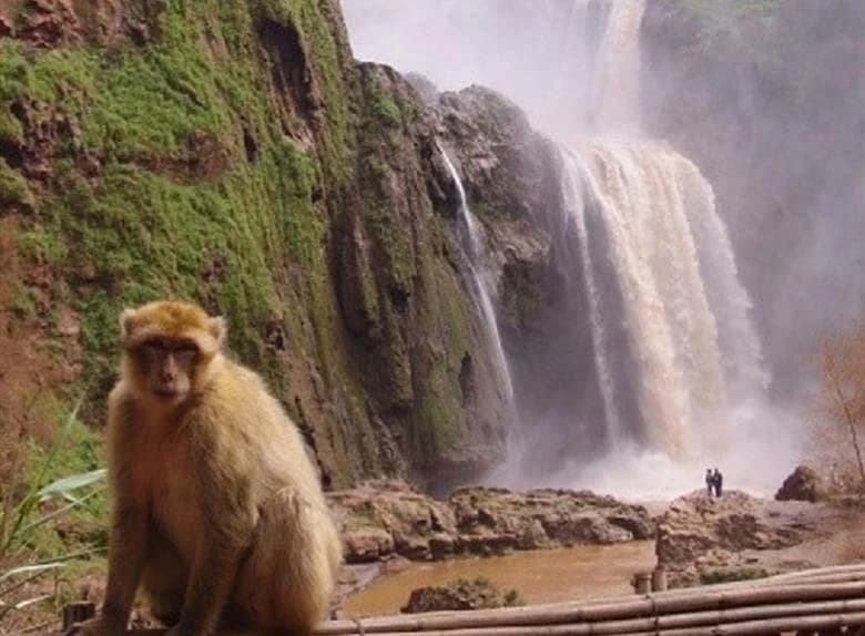 Full-Day Private Tour to Ifrane and Azrou from Fes