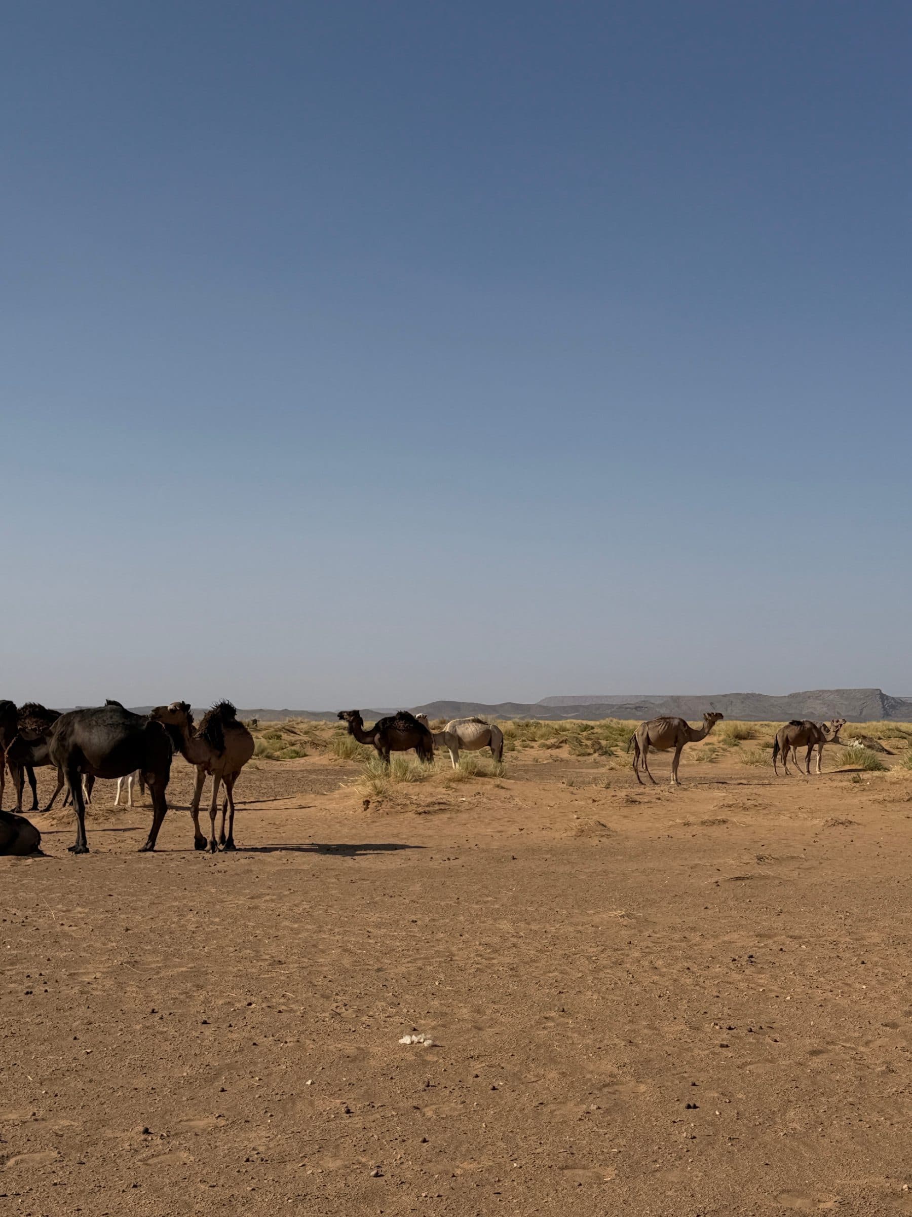 Merzouga