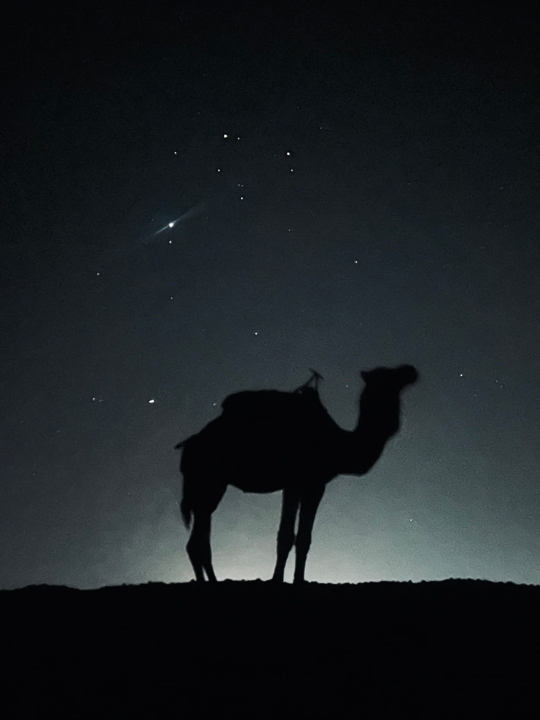 Camel trek in Zagora desert