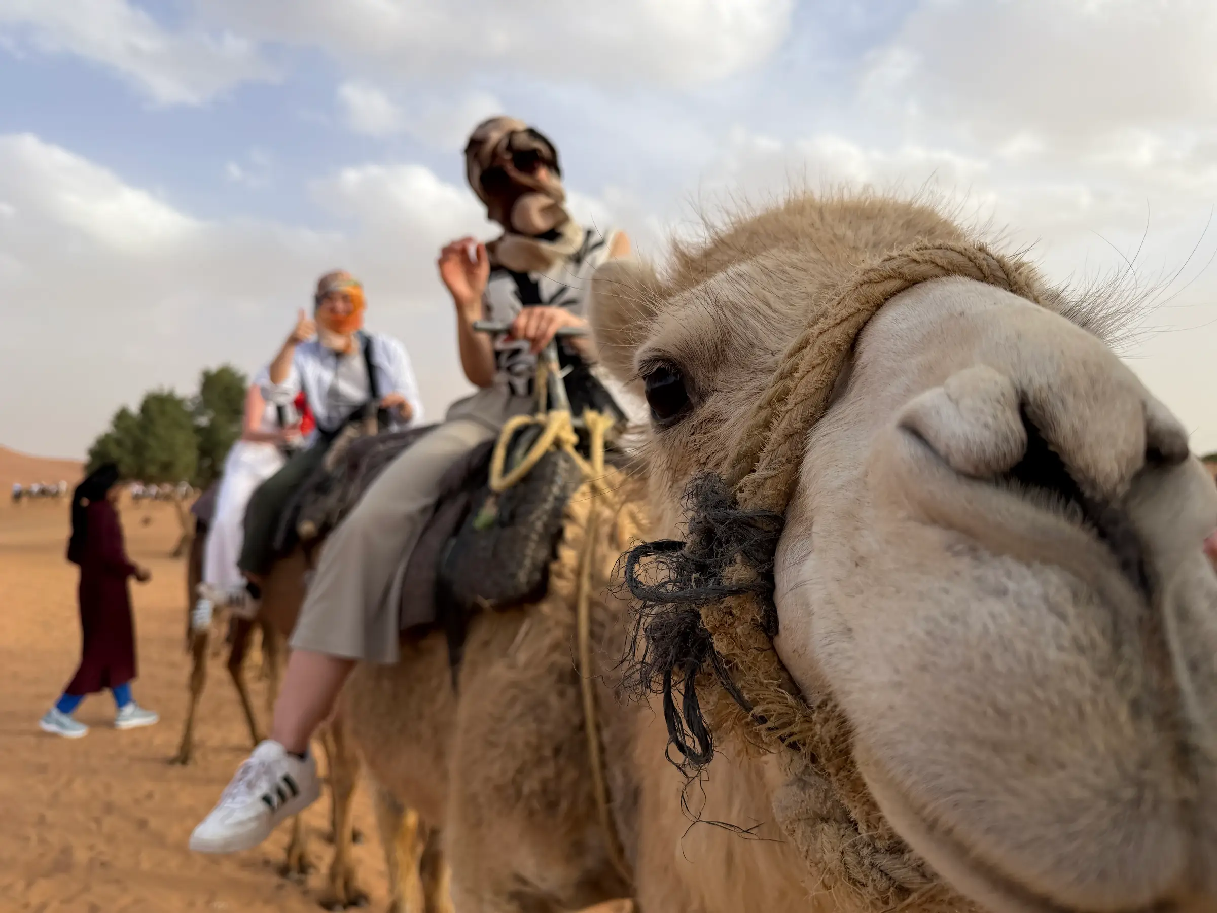 Camel riders line